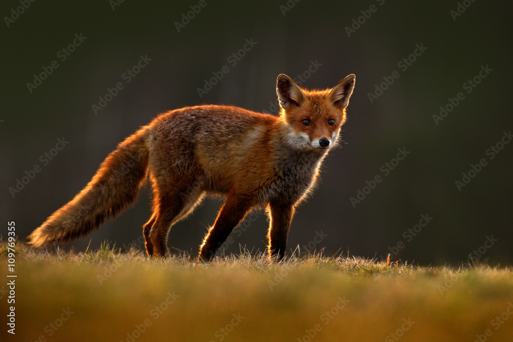 Red Fox, Vulpes vulpes, beautiful animal at green forest with flowers, in the nature habitat, evening sun with nice light, sunset, Germany Red Fox, Vulpes vulpes, beautiful animal at green forest with flowers, in the nature habitat, evening sun with nice light, sunset, Germany