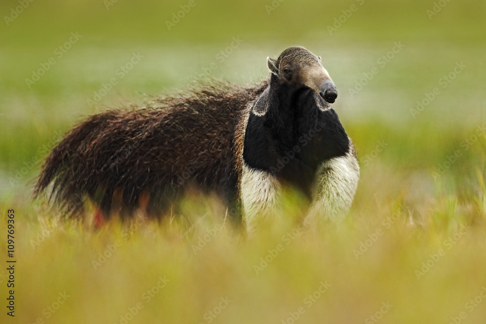 Obraz premium Running Giant Anteater, Myrmecophaga tridactyla, animal with long tail and log nose, in the nature habitat, Pantanal, Brazil