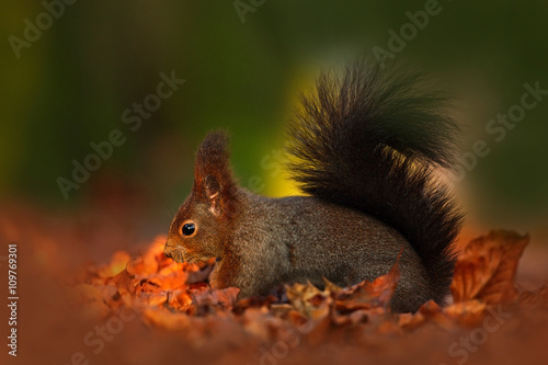 Cute red squirrel with long pointed ears eats a nut in autumn orange scene with nice deciduous forest in the background  hidden in the leaves  with big tail  in the habitat  Sweden