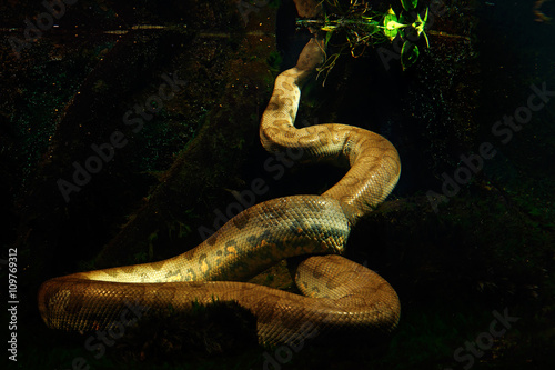 Green anaconda in the dark water, underwater photography, big snake in the nature river habitat, Pantanal, Brazil
