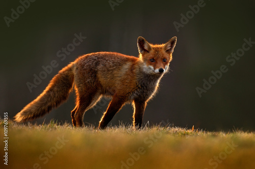 Red Fox, Vulpes vulpes, beautiful animal at green forest with flowers, in the nature habitat, evening sun with nice light, sunset, Germany © ondrejprosicky