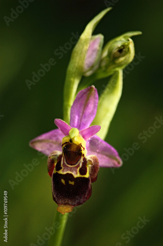 Detail of wild pink flower bee orchid, Male Karpaty, Czech republic