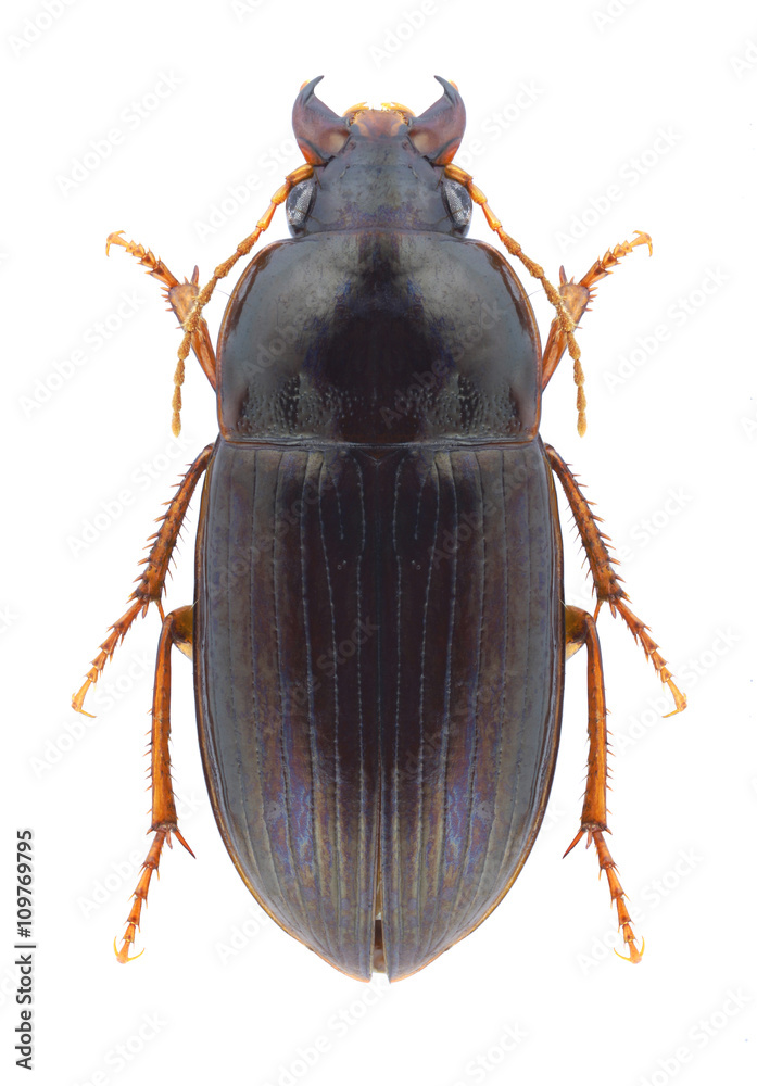 Beetle Amara bifrons Beetle Amara bifrons