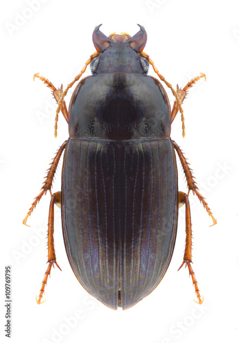 Beetle Amara bifrons photo