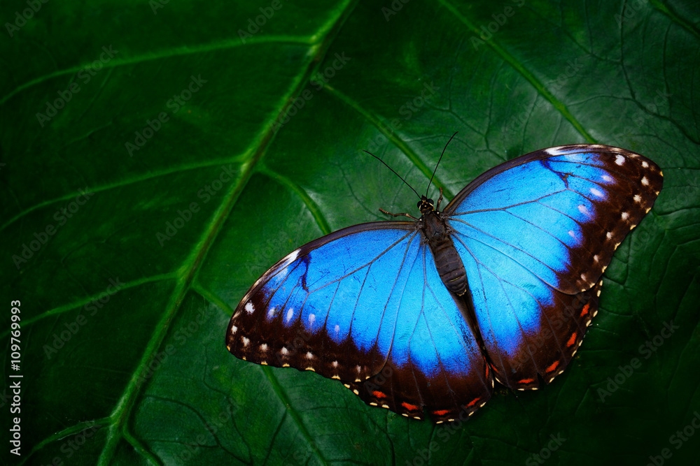 Fototapeta premium Blue Morpho, Morpho peleides, duży motyl siedzący na zielonych liściach, piękny owad w przyrodzie, przyroda, Amazonka, Peru, Ameryka Południowa