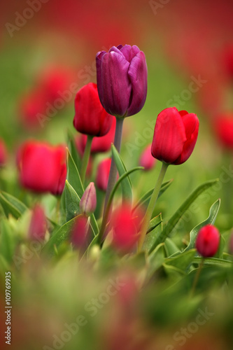 Violet tulip bloom, red beautiful tulips field in spring time with sunlight, floral background, garden scene, Holland, Netherlands
