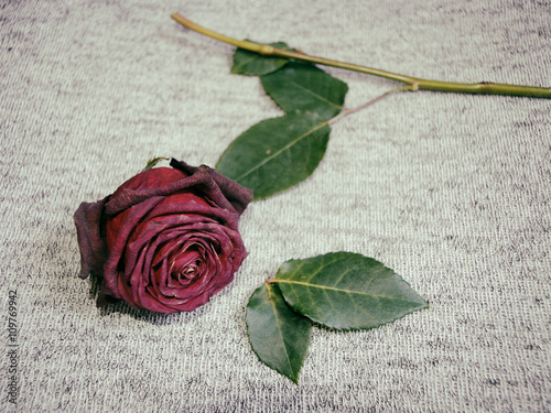 Photography Withered rose falling into pieces
