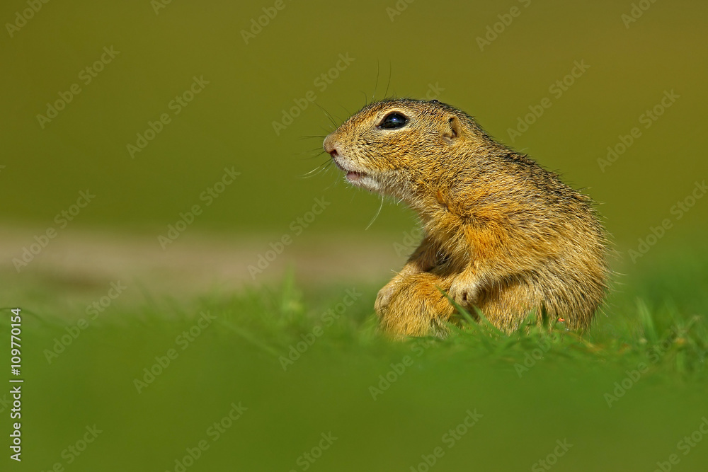 European Ground Squirrel, Spermophilus citellus, sitting in the green grass during summer, detail animal portrait, Czech Republic European Ground Squirrel, Spermophilus citellus, sitting in the green grass during summer, detail animal portrait, Czech Republic