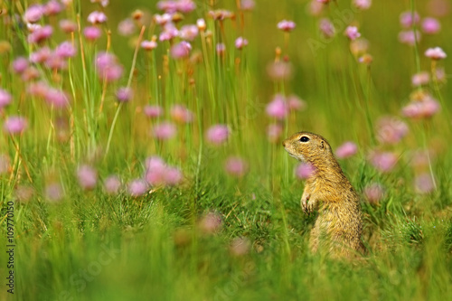 European Ground Squirrel, Spermophilus citellus, sitting in the green grass with pink flower bloom during summer, detail animal portrait in the nature habitat, Slovakia © ondrejprosicky