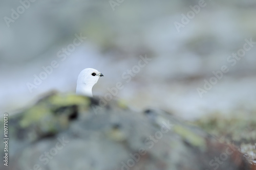 Rock Ptarmigan, Lagopus mutus, hidden portrait, white bird sitting on the snow, bird in the nature habitat, Norway