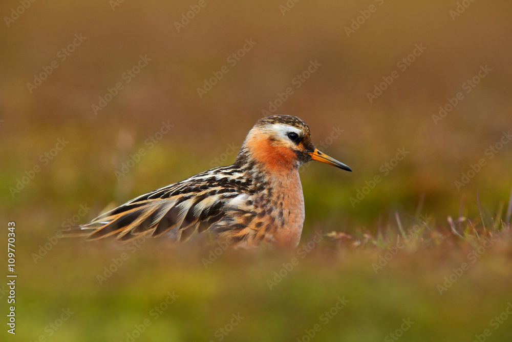 Grey Phalarope, Phalaropus fulicarius, orange and brown water bird in the grass nature habitat, Longyaerbyen, Svalbard, Norway