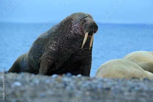 Walrus, Odobenus rosmarus, big animal stick out from blue water on pebble beach, in nature habitat, Svalbard, Norway