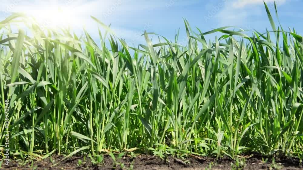 young sprouts of wheat in a field close view with wind, blue sky, bright spring landscape, soil young sprouts of wheat in a field close view with wind, blue sky, bright spring landscape, soil