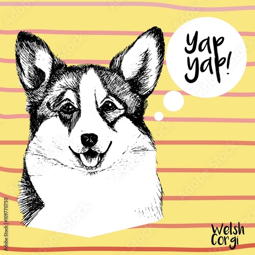 Vector close up portrait of welsh corgi pembroke . Hand drawn domestic pet dog illustration. Isolated on yellow background with rose stripes.