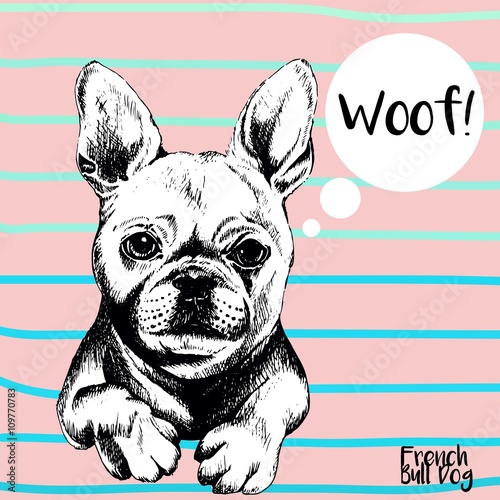 Vector close up portrait of french bulldog. Hand drawn domestic pet dog illustration. Isolated on rose background with cerulean stripes.