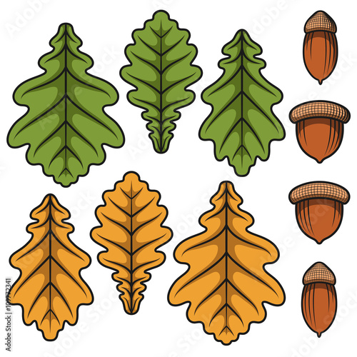 Color vector acorns and oak leaves. Isolated objects on a white background. 