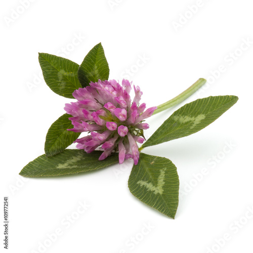 Clover or trefoil flower medicinal herbs isolated on white backg