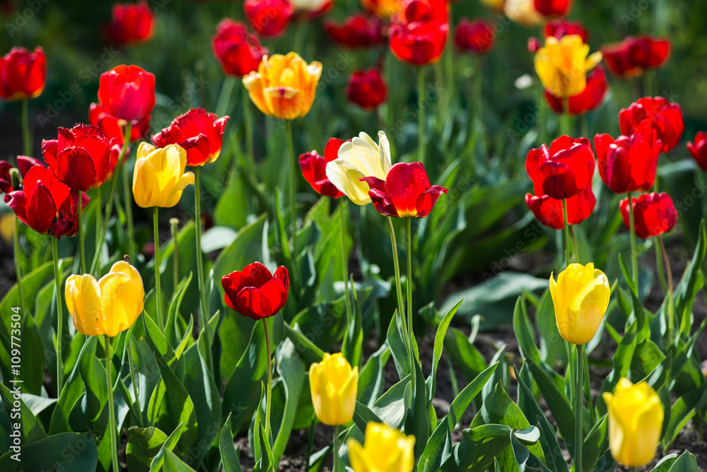 Tulips. Red and yellow tulips. Charming bouquet of fresh flowers Tulips. Red and yellow tulips. Charming bouquet of fresh flowers
