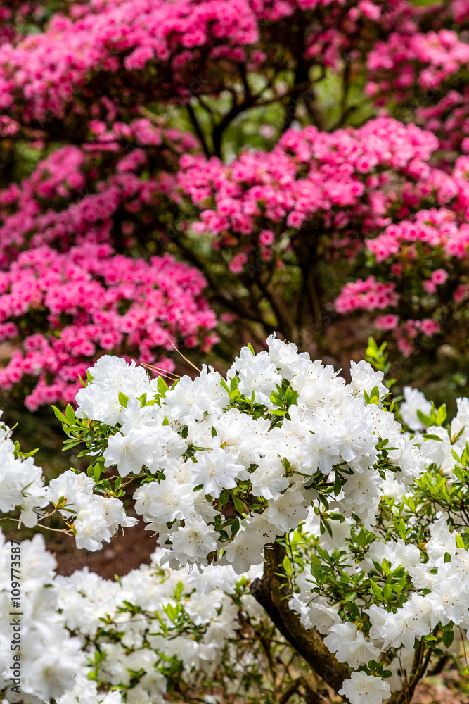 White and Pink Azaleas White and Pink Azaleas