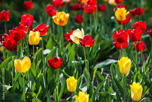 Tulips. Red and yellow tulips. Charming bouquet of fresh flowers