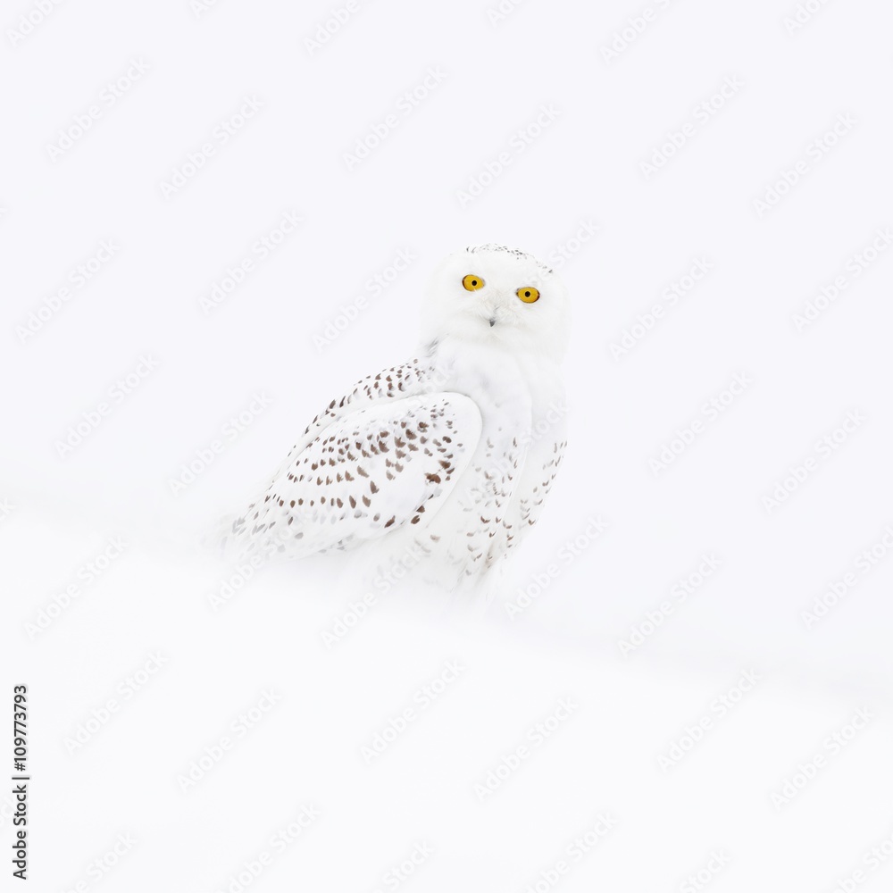 Fototapeta premium Snowy owl, Nyctea scandiaca, rare bird sitting on the snow, winter scene with snowflakes in wind, north of Greenland