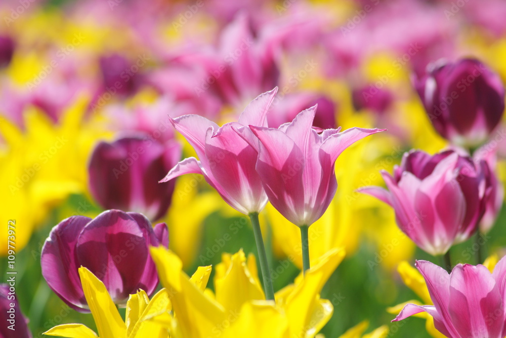 Beautiful pink and yellow tulips - backlighted - in a natural garden environment - sunny bright scene