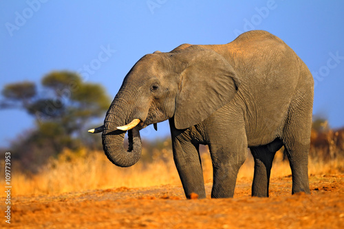 Big African Elephant, on the gravel road, with blue sky and green tree, animal in the nature habitat, Tanzania