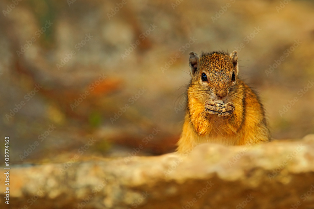 Tree Squirrel, Paraxerus cepapi chobiensis, eating nut, detail of exotic African little mammal with red eye in the nature habitat, Chobe National Park, Botswana, Africa Tree Squirrel, Paraxerus cepapi chobiensis, eating nut, detail of exotic African little mammal with red eye in the nature habitat, Chobe National Park, Botswana, Africa