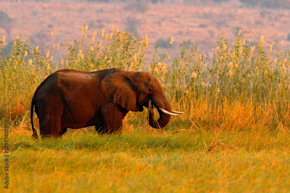 Fototapeta premium African Elephant walking in the water yellow and green grass, big animal in the nature habitat, Chobe National Park, Botswana, Africa