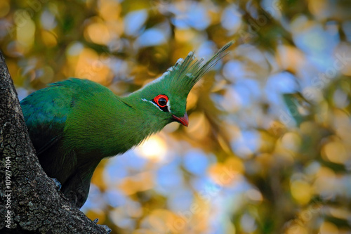 Schalow's Turaco, Tauraco schalowi, detail portrait of exotic green bird in the leaves with sun light, animal in the nature habitat, Victoria Falls, Zambezi River, Zimbabwe photo