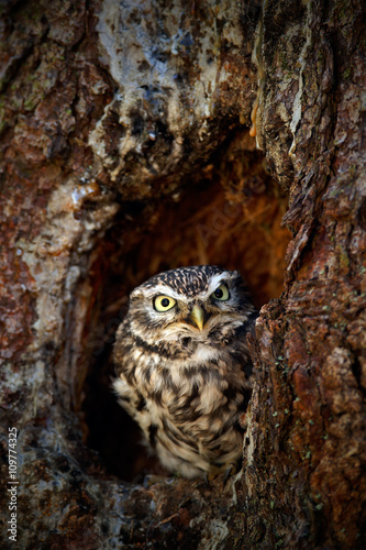 Little Owl, Athene noctua, in the tree nest hole forest in central Europe, portrait of small bird in the nature habitat, Czech Republic © ondrejprosicky