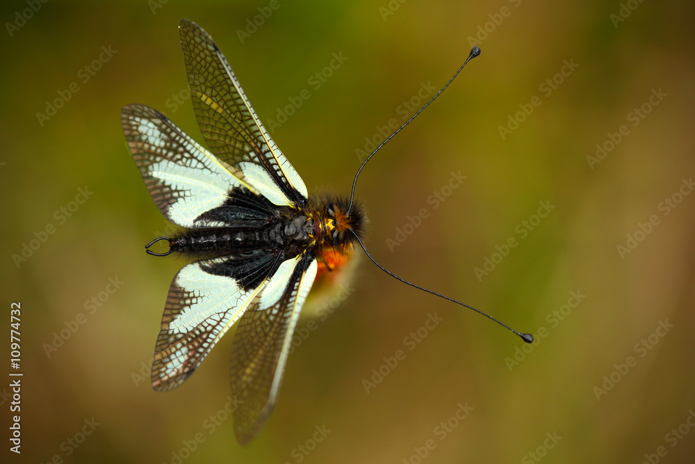 Owlflies, Libelloides lacteus, beautiful insect in the nature habitat, Gargano, Italy Owlflies, Libelloides lacteus, beautiful insect in the nature habitat, Gargano, Italy