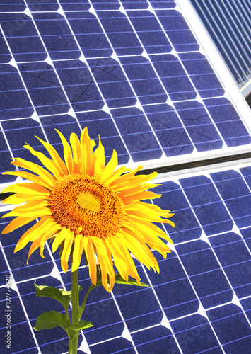 Solar cells and sunflower