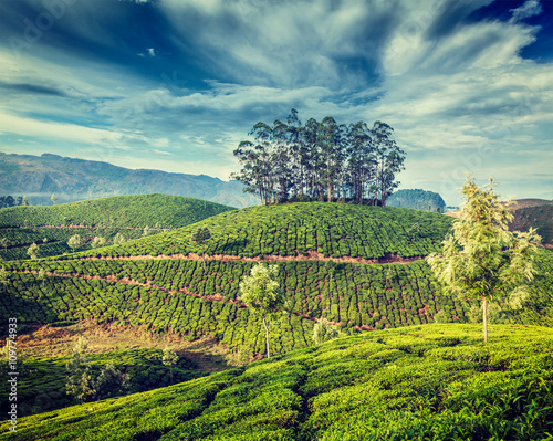 Fototapeta Naklejka Na Ścianę i Meble -  Green tea plantations in Munnar, Kerala, India