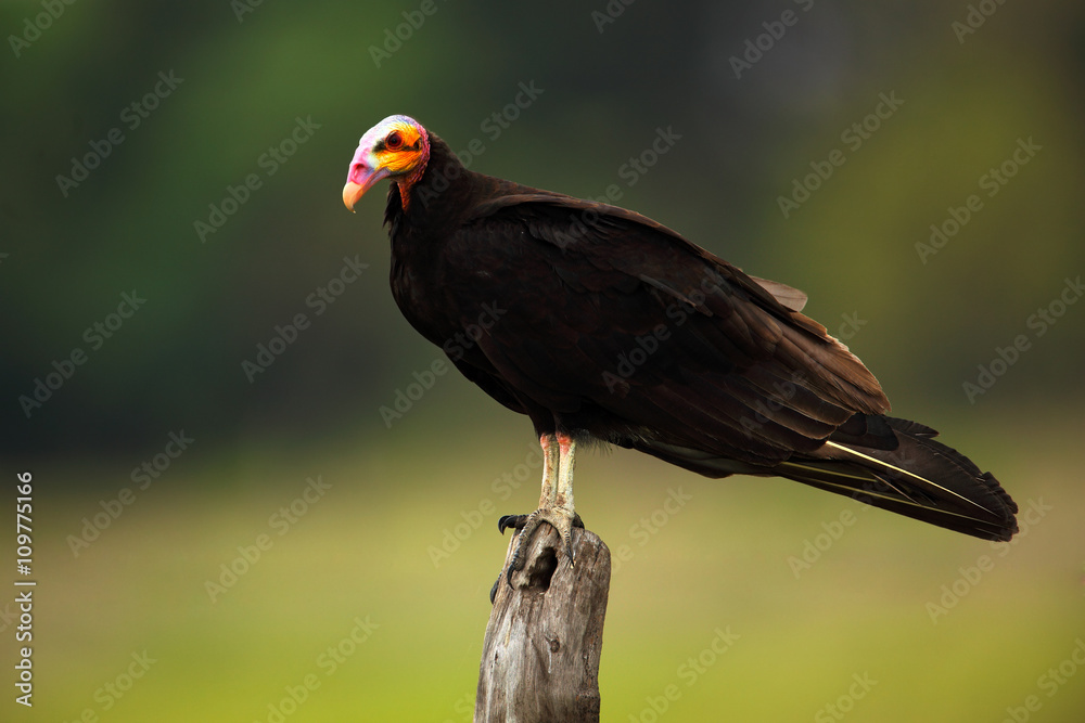 Obraz premium Lesser Yellow-headed Vulture, Cathartes burrovianus, Pantanal, Brazil