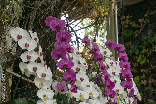 branch of purple and white orchids flower