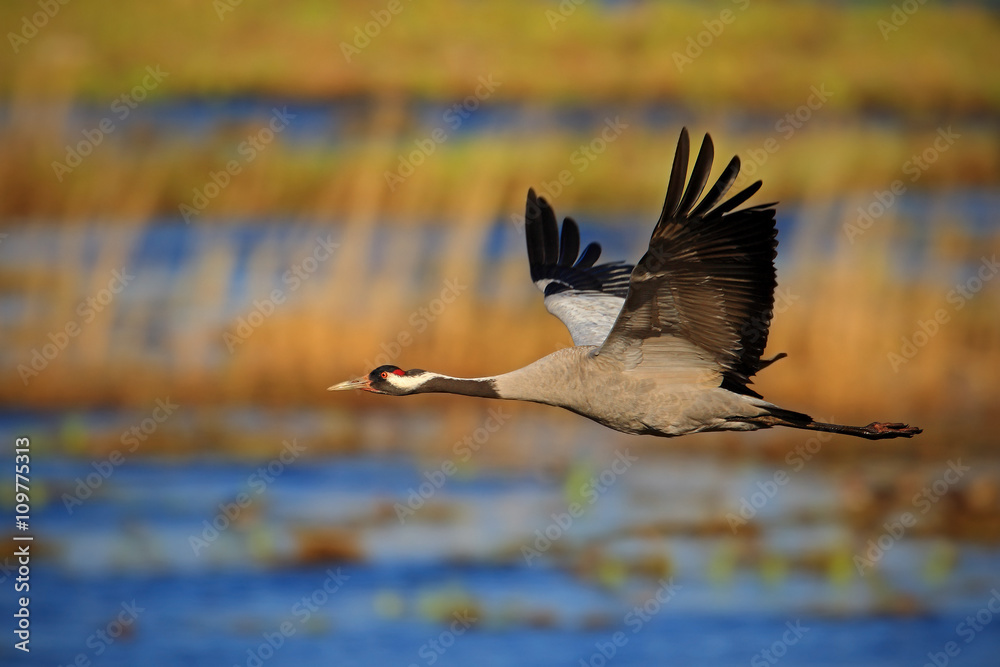 Fototapeta premium Common Crane, Grus grus, flying big bird in the nature habitat, Germany