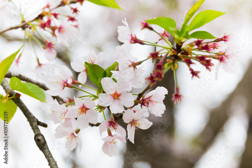 Close Up Cherry Blossoms