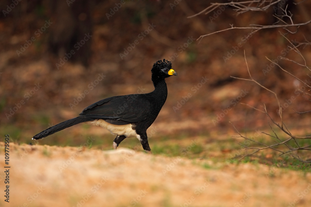 Obraz premium Bare-faced Curassow, Crax fasciolata, big black bird with yellew bill in the nature habitat, Barranco Alto, Pantanal, Brazil