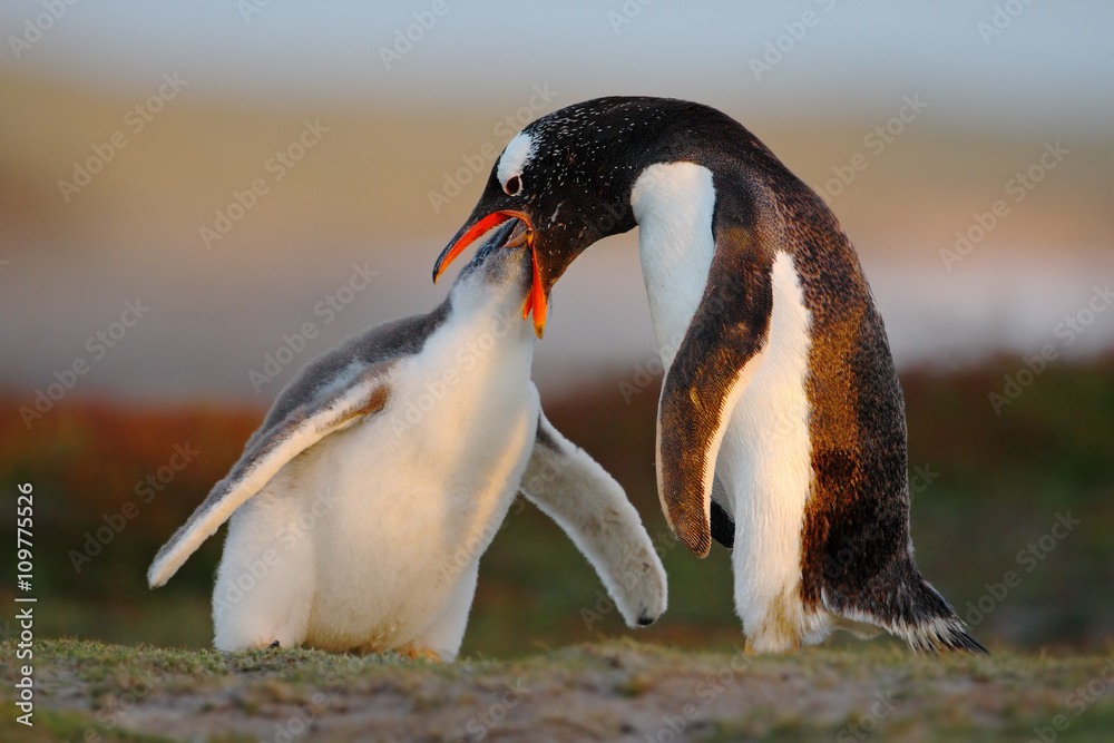 Fototapeta premium Feeding scene. Young gentoo penguin beging food beside adult gentoo penguin, Falkland. Penguins in the grass. Young gentoo with parent. Open penguin bill. Young with adult. Penguins in the nature.