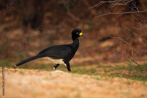 Bare-faced Curassow, Crax fasciolata, big black bird with yellew bill in the nature habitat, Barranco Alto, Pantanal, Brazil photo