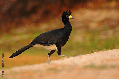 Bare-faced Curassow, Crax fasciolata, big black bird with yellew bill in the nature habitat, Barranco Alto, Pantanal, Brazil photo