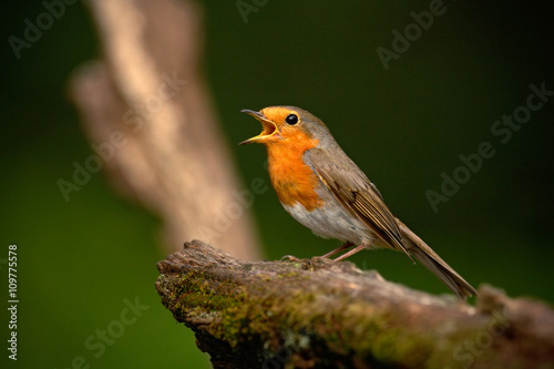 European Robin, Erithacus rubecula, orange songbird sitting on the branch with open bill, nice lichen tree branch, bird in the nature habitat, spring - nesting time, Germany