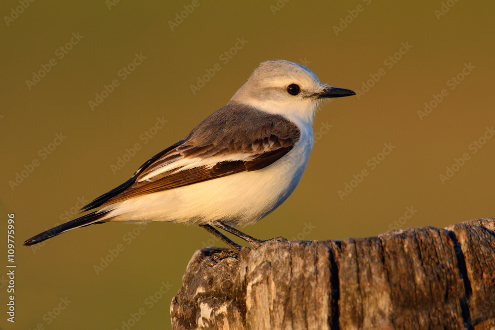 Fototapeta premium Flycatcher in the nature habitat, bird sitting in the grass, white and grey bird, Mato Grosso, Pantanal, Brazil