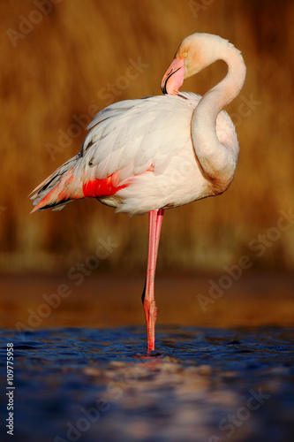 Beautiful pink big bird Greater Flamingo, Phoenicopterus ruber, cleaning plumage in dark blue water, with evening sun, reed in the background, animal in the nature habitat, Camargue, France