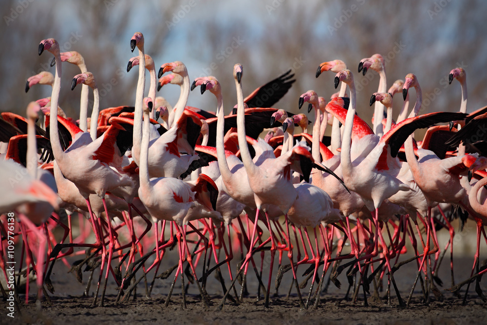 Naklejka premium Flock of Greater Flamingo, Phoenicopterus ruber, Nice pink big bird, dancing in the water, animal in the nature habitat, Camargue, France