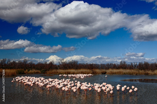 Flock of Greater Flamingo, Phoenicopterus ruber, nice pink big bird, dancing in the water, animal in the nature habitat, with blue sky and clouds, Camargue, France