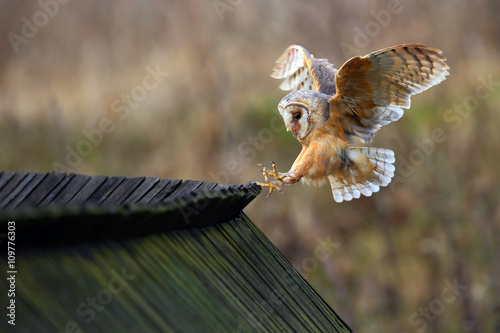 Barn owl, Tyto alba, bird landing on wooden roof, action scene in the nature habitat, flying bird, France