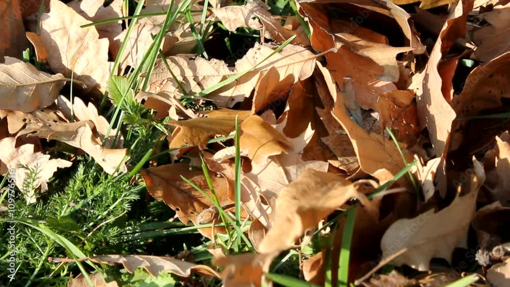 Leaves on wind Leaves on wind