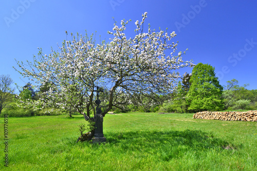 Kwitnące drzewo i krzyż - wiosna w Beskidzie Niskim